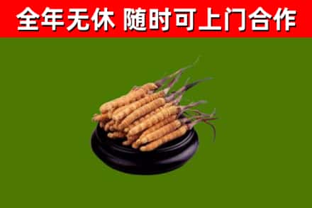 湖滨烟酒回收冬虫夏草.jpg